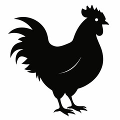 chicken, rooster isolated on white