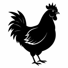 chicken, rooster isolated on white