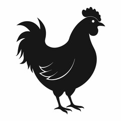 chicken, rooster isolated on white