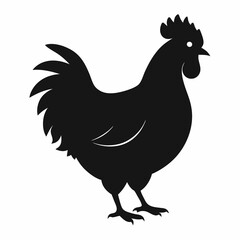 chicken, rooster isolated on white