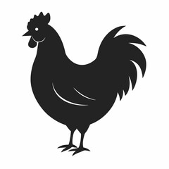 chicken, rooster isolated on white