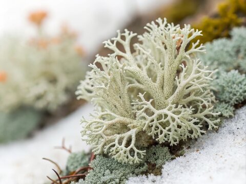 Close-up Macro Photography of Reindeer Lichen in Winter, Lichen Texture, Nature Concept Reindeer lichen, winter flora