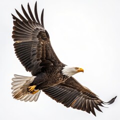 Bald Eagle in Flight Detailed Composition, White Background, Majestic Bird, Wildlife Photography Bald Eagle, bird of prey, wildlife photography