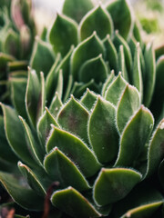 sempervivum plant