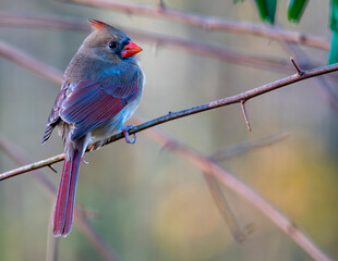 Female Cardinal Perched