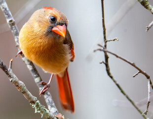 Female Cardinal Perched