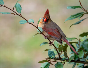 Female Cardinal Perched