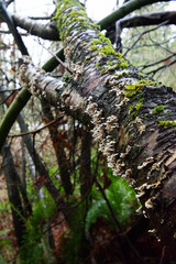 Fototapeta premium Lachnum fungus