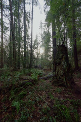 morning in the woods