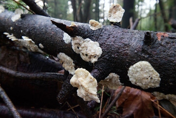 Fototapeta premium Fungus on a tree