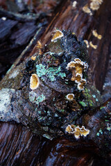 Bleeding Broadleaf Crust (Stereum rugosum)