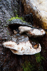Ochre-banded Conk (Fomitopsis ochracea)