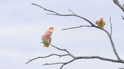 a major mitchell's cockatoo raising its crest to deter a flock mate while perched in a gum tree at western queensland, australia © chris