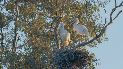 a wide shot of a pair of yellow-billed spoonbill nesting in a tree beside a small stream in western queensland, australia