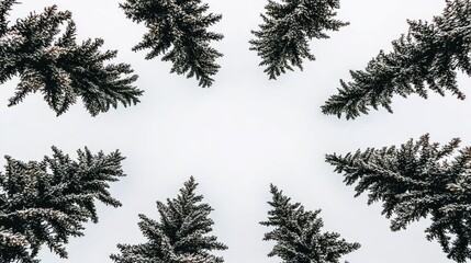 Obraz premium A serene view of snow-dusted evergreen trees against a cloudy sky.