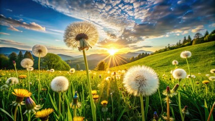 Summer meadow, aerial view.  Three dandelions bloom amidst rich green, captured in high-resolution detail.