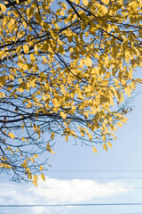 Autumn Leaves 3