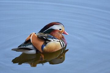 静かな水面に浮かぶオシドリ