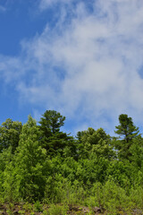 Forest and sky.