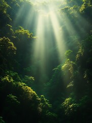 Sunlit Rainforest Canopy: Serene Green Landscape Photography