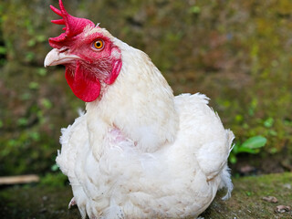 Rooster with feathers on the farm. 