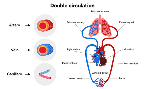 Vital Pathways of Double Circulation in Humans Oxygen Transport in the Body and types of blood vessels artery veins capillary 