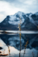 Tranquil and Serene Mountain Reflection at Dusk Surrounded by Beautiful Wild Grass