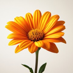 Vibrant orange Gazania flower, showcasing its radiant petals and intricate central disc.