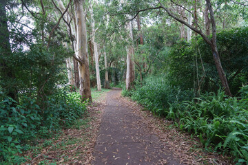 Pathway leading through the trees. Coochiemudlo Island, Queensland, Australia.