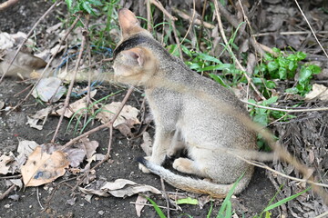 Cat sitting on a patch of grass. It has a light brown coat and appears to be looking around curiously. The cat is surrounded by dry leaves and twigs. 