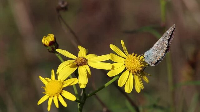 polyommatus icarus common blue butterfly on a senecio inaequidens or narrow-leaved ragwort