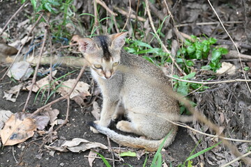 Cat sitting on a patch of grass. It has a light brown coat and appears to be looking around curiously. The cat is surrounded by dry leaves and twigs. 