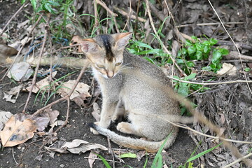 Cat sitting on a patch of grass. It has a light brown coat and appears to be looking around curiously. The cat is surrounded by dry leaves and twigs. 