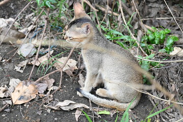 Cat sitting on a patch of grass. It has a light brown coat and appears to be looking around curiously. The cat is surrounded by dry leaves and twigs. 