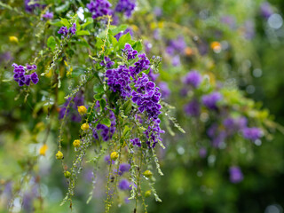 Purple flowers and yellow fruit on Golden Dewdrop (duranta erecta) tree