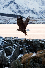 A Majestic Eagle Glides Gracefully in Flight Over a Serene and Beautiful Landscape