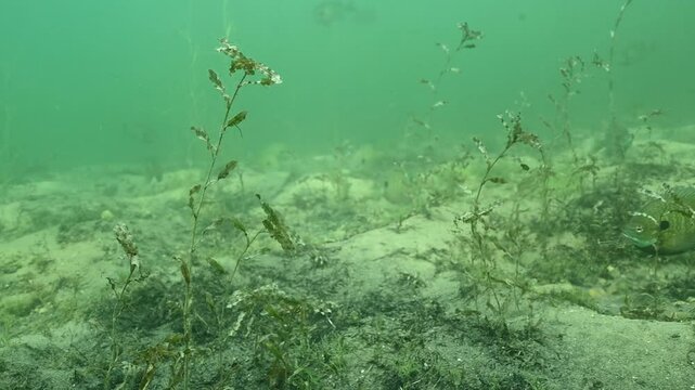 Multiple Bluegill Lepomis macrochirus on spawning beds