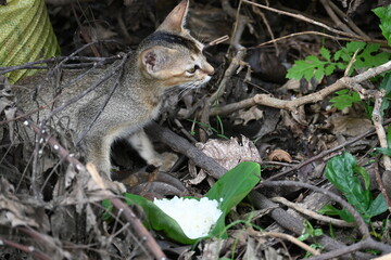 Cat eating rice. He gave food to a hungry cat in the forest, because she was hungry, she started eating it with great pleasure.