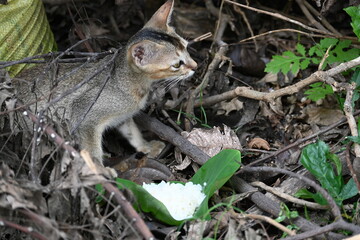 Cat eating rice. He gave food to a hungry cat in the forest, because she was hungry, she started eating it with great pleasure.