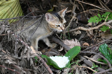 Cat eating rice. He gave food to a hungry cat in the forest, because she was hungry, she started eating it with great pleasure.