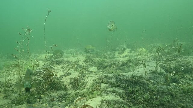 Multiple Bluegill Lepomis macrochirus on spawning beds
