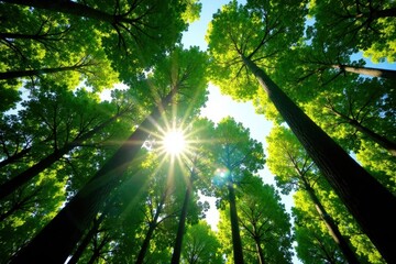 Obraz premium Tall trees stand tall as sunbeams dance through their leaves, peaceful atmosphere, tree silhouettes