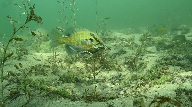 Multiple Bluegill Lepomis macrochirus on spawning beds