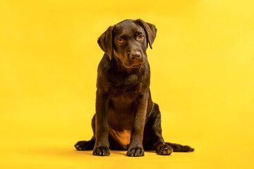 A cute female labrador puppy dog in front of yellow studio background