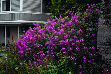 Beautiful and Vibrant Purple Flowers Blooming Gracefully Near a Charming Cozy House