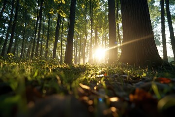 Obraz premium A forest with a tree in the foreground and a sun shining through the trees