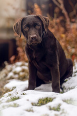 A cute chocolate brown labrador puppy in winter outdoors