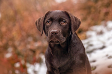 A cute chocolate brown labrador puppy in winter outdoors