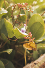 um jardim repleto de vida