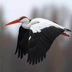 Obraz premium A painted stork in flight, showcasing its vibrant plumage and long beak.